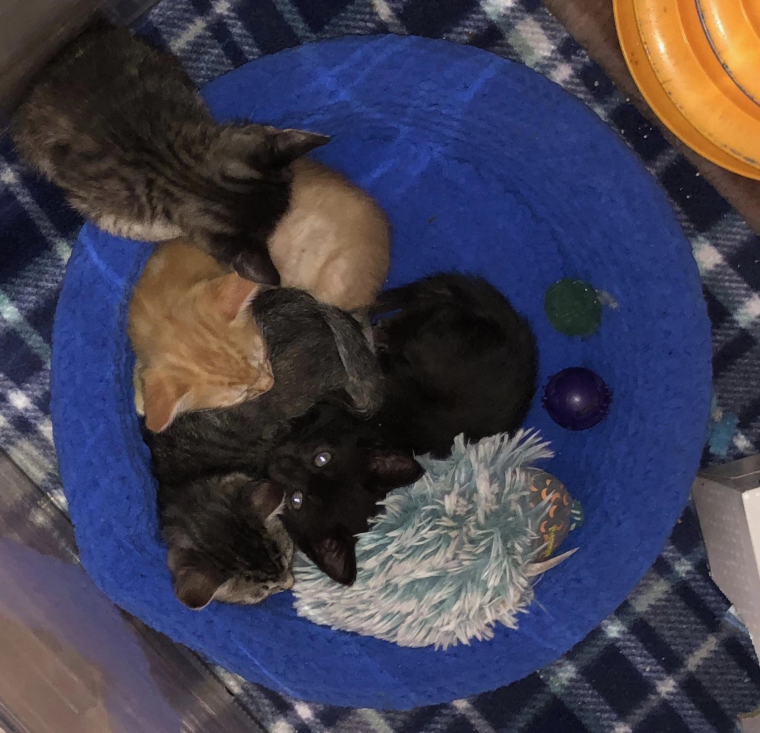Kittens bed